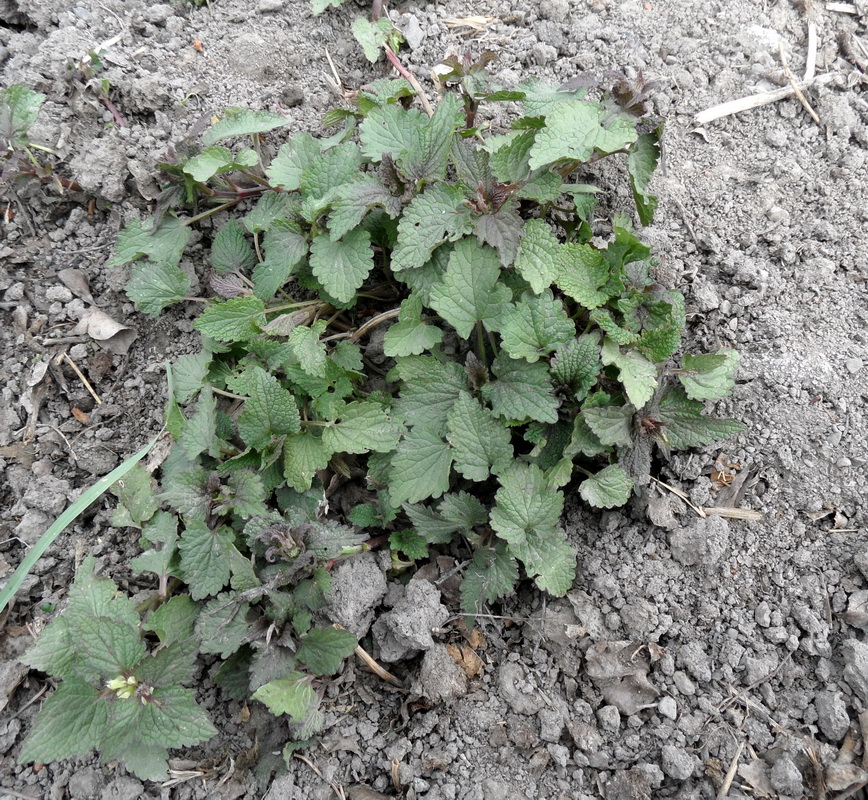 Image of familia Lamiaceae specimen.