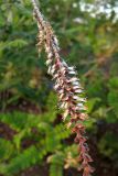 Amorpha herbacea