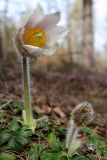 Pulsatilla vernalis. Цветущее растение. Карелия, Лахденпохский р-н, окр. пос. Ихала, хвойное мелколесье на каменистом склоне. 11.05.2019.