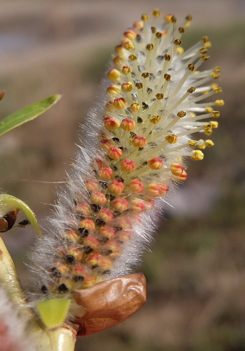 Изображение особи Salix miyabeana.