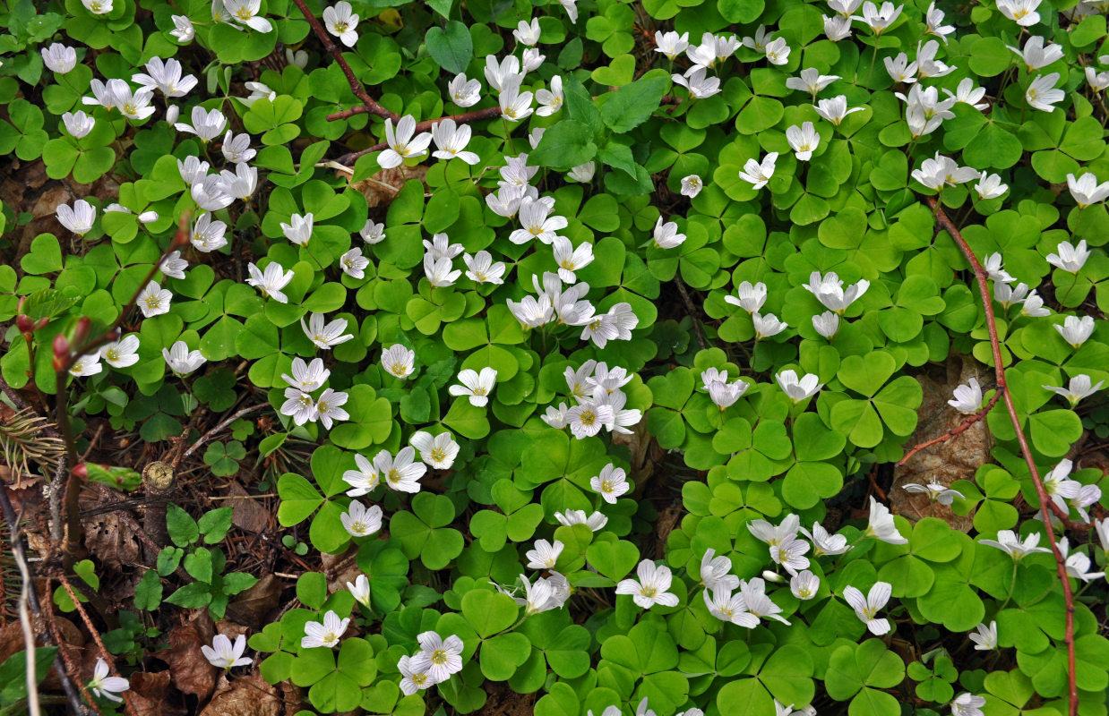 Изображение особи Oxalis acetosella.