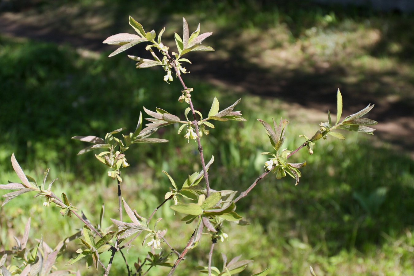 Image of Lonicera edulis specimen.