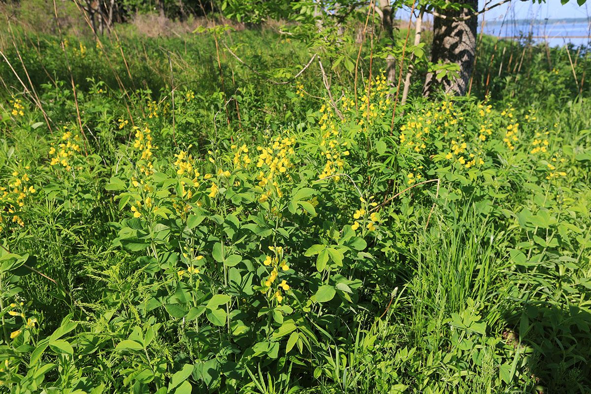 Изображение особи Thermopsis lupinoides.