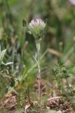 Trifolium diffusum