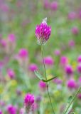 Trifolium purpureum