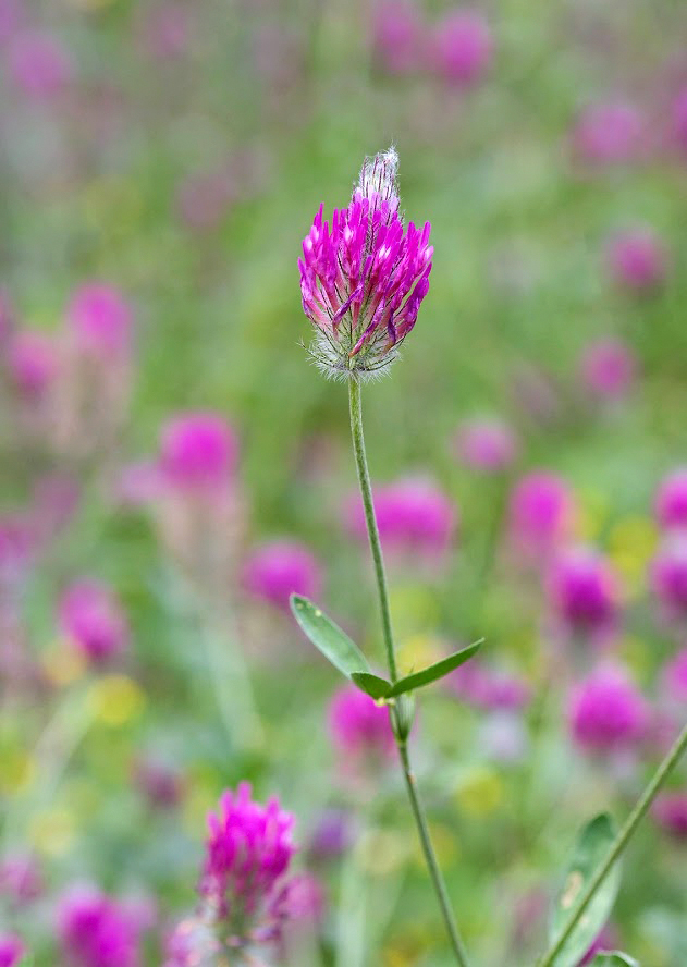 Изображение особи Trifolium purpureum.