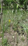 Crepis pulchra. Верхушка цветущего растения. Краснодарский край, окр. г. Новороссийск, хр. Маркотх, редколесье на склоне. 31.05.2020.