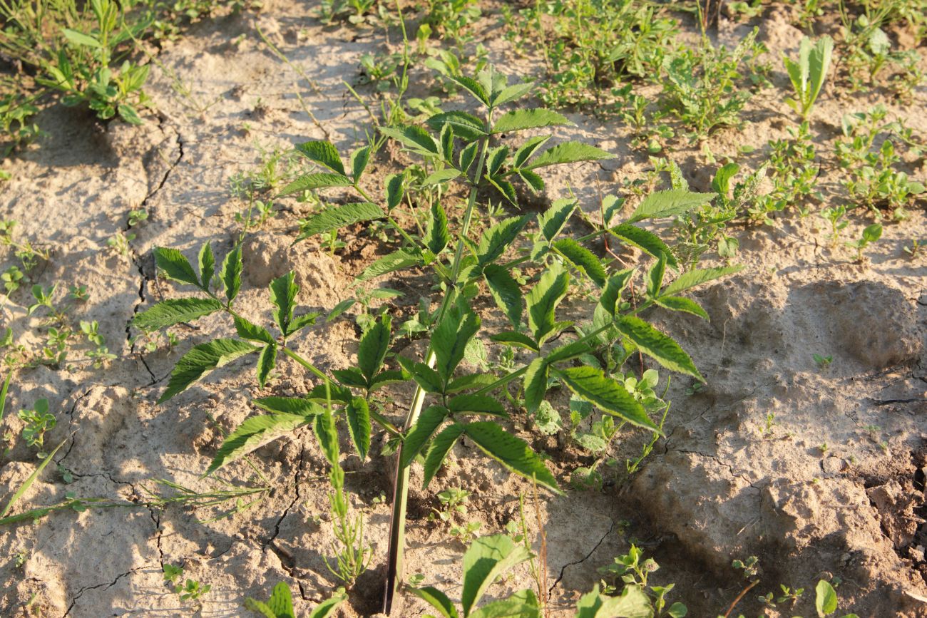 Image of Angelica sylvestris specimen.