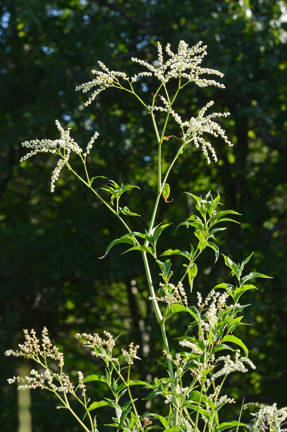 Изображение особи Aconogonon alpinum.