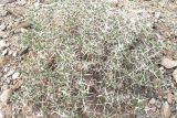 Acanthophyllum pungens. Вегетирующее растение. Таджикистан, Согдийская обл., Исфаринский р-н, окр. г. Шураб, глинисто-щебнистый адыр. 24 марта 2008 г.
