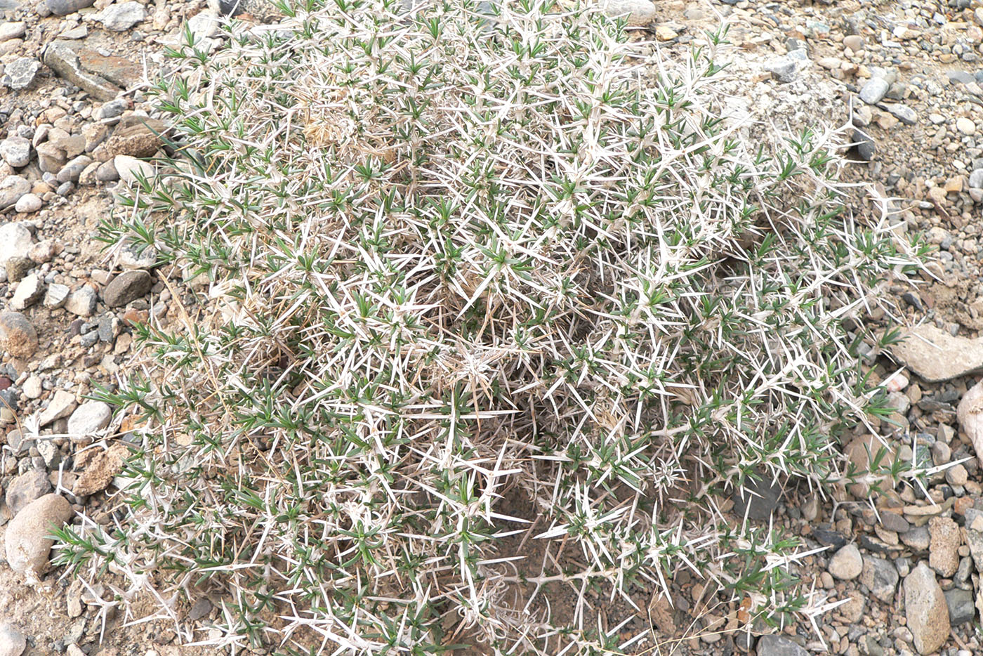 Image of Acanthophyllum pungens specimen.