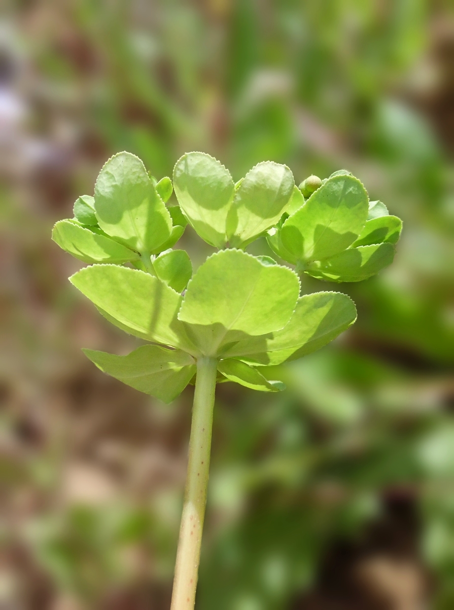 Изображение особи Euphorbia helioscopia.