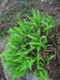 Polypodium cambricum. Растения с разворачивающимися вайями. Испания, Каталония, провинция Girona, Costa Brava, Sant Feliu de Guíxols, скальное обнажение в сосновом лесу. 25 октября 2008 г.