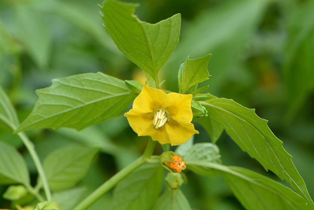 Изображение особи Physalis ixocarpa.