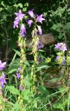 Campanula rapunculoides. Цветущие растения. Владимирская обл., Юрьев-Польский р-н, окр. дер. Елох, берег ручья. 15.07.2006.