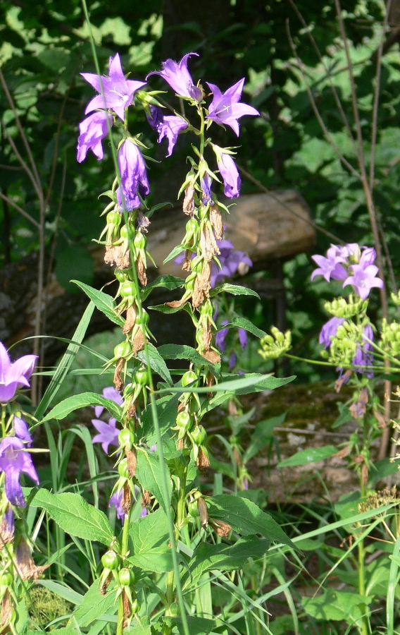 Изображение особи Campanula rapunculoides.