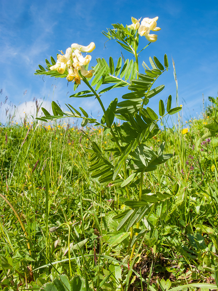 Image of Vicia balansae specimen.