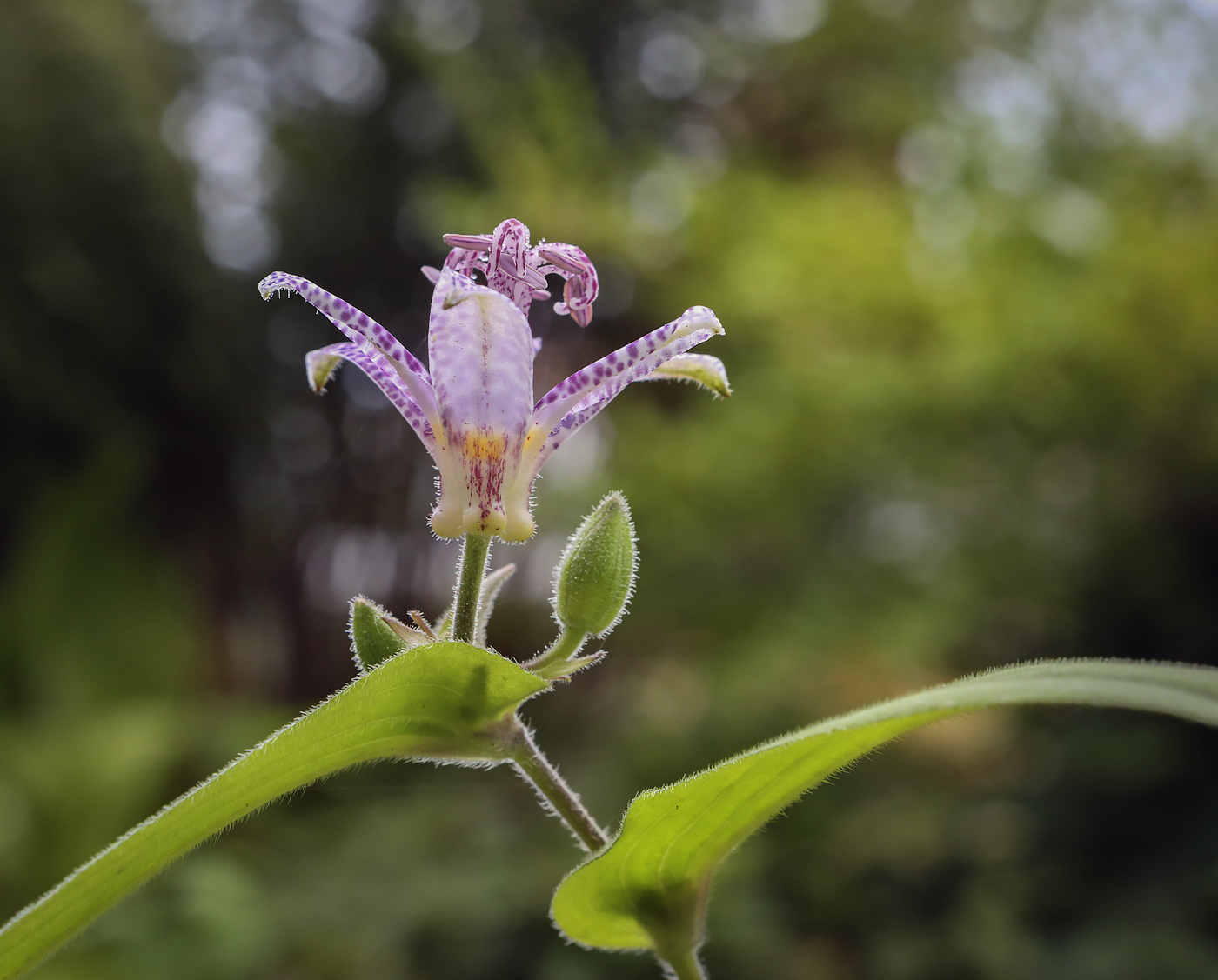 Image of Tricyrtis hirta specimen.