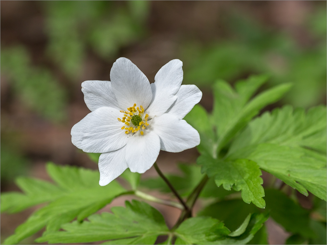 Изображение особи Anemone nemorosa.