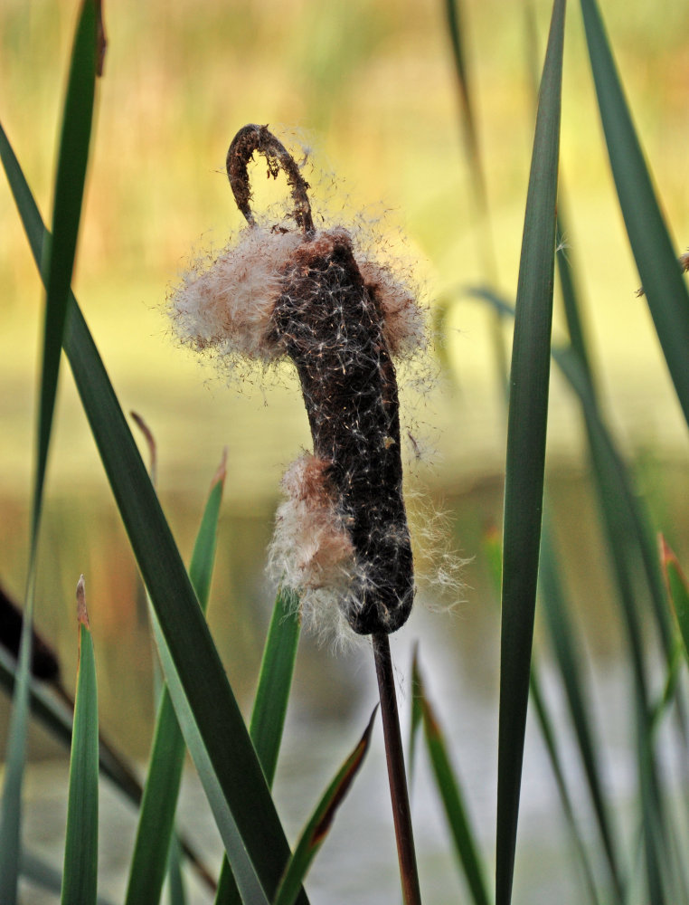 Image of Typha latifolia specimen.