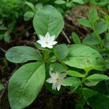 Trientalis europaea. Цветущее растение. Свердловская обл., окр. г. Североуральск, подножие Сосьвинского хребта, смешанный лес. 29.06.2010.