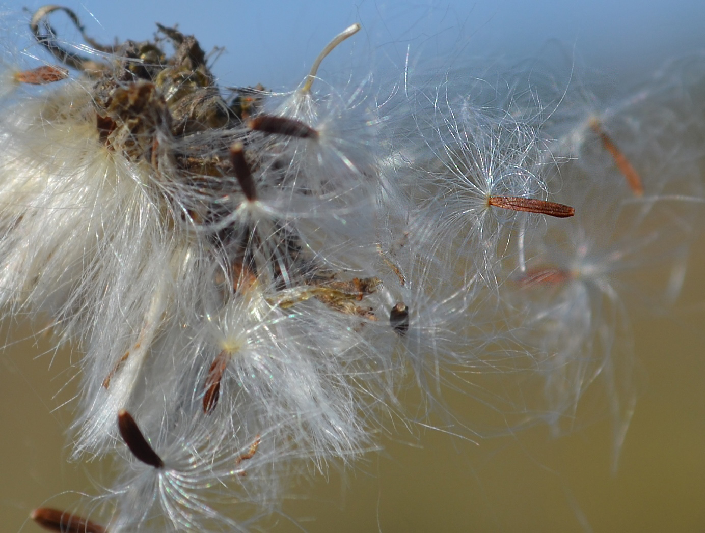 Image of Sonchus arvensis specimen.