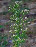 Conyza canadensis