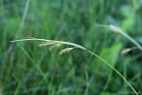 Carex pallescens