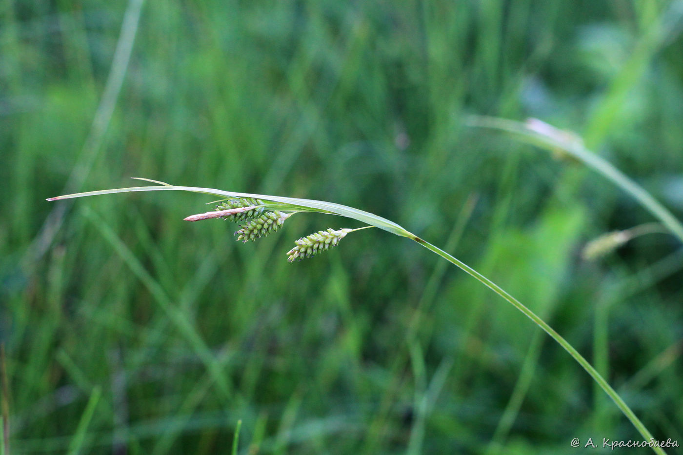 Image of Carex pallescens specimen.