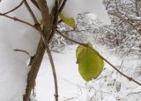 род Lonicera. Часть побега на стволе Carpinus orientalis. Краснодарский край, Крымский р-н, окр. станицы Неберджаевская, ур. Темрючки, опушка дубово-грабинникового леса. 19.01.2021.