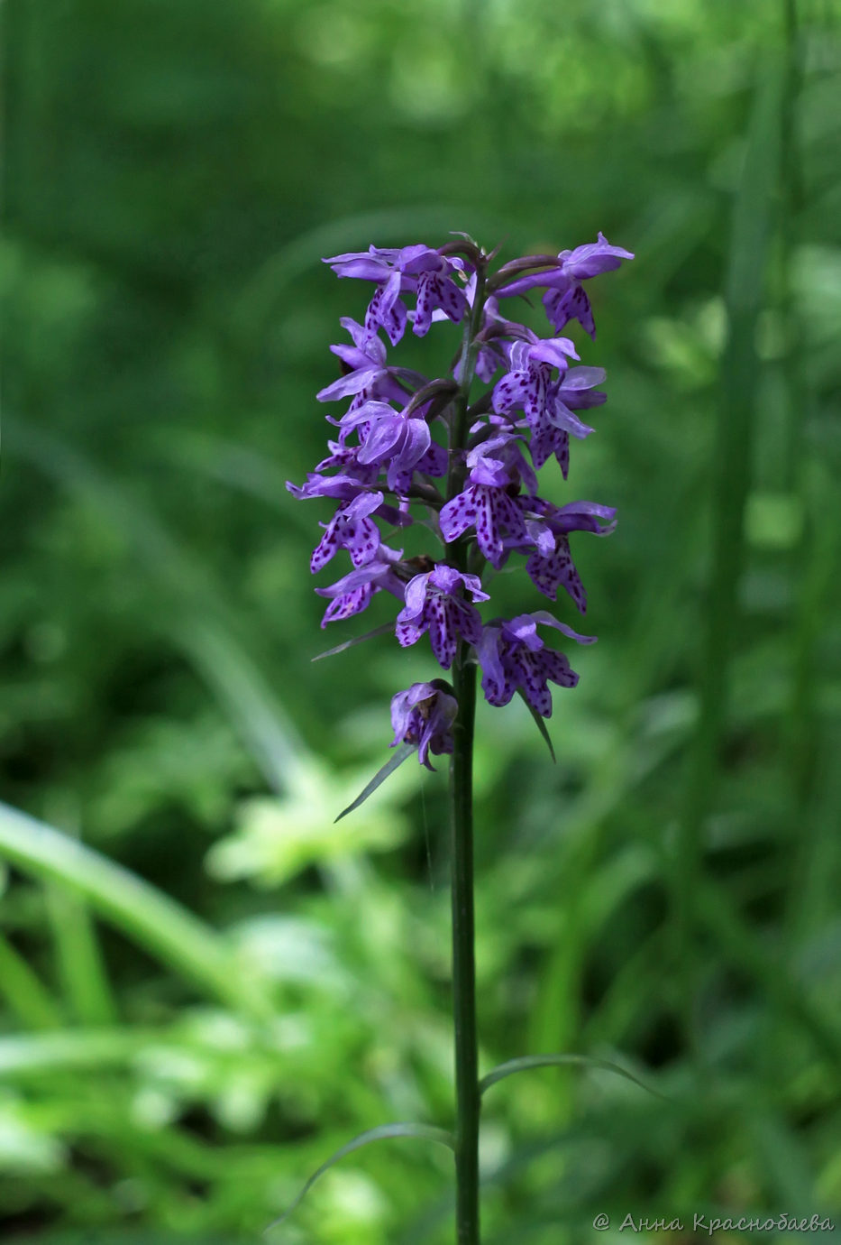 Image of Dactylorhiza fuchsii specimen.