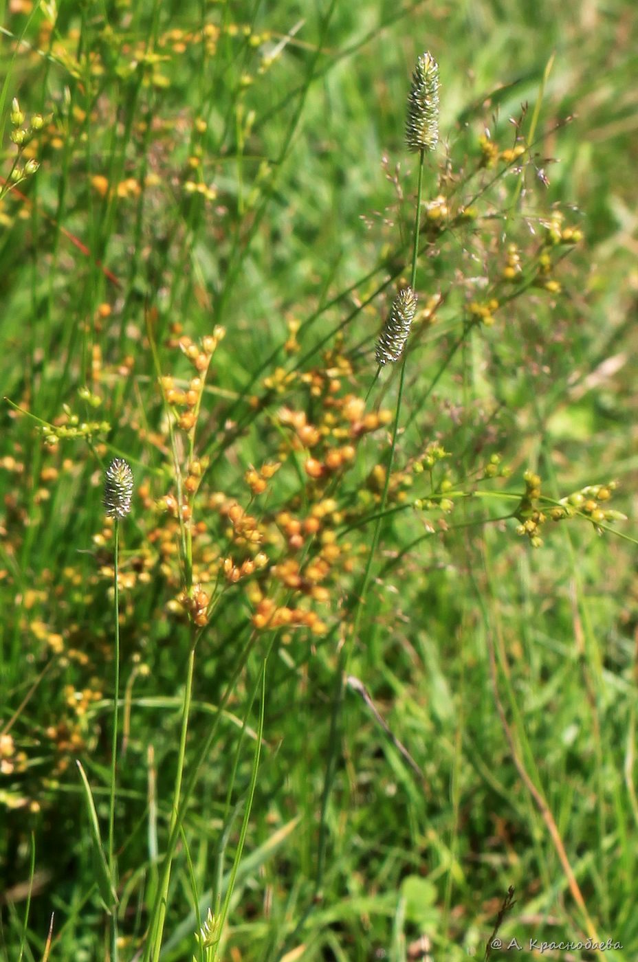 Изображение особи Phleum nodosum.