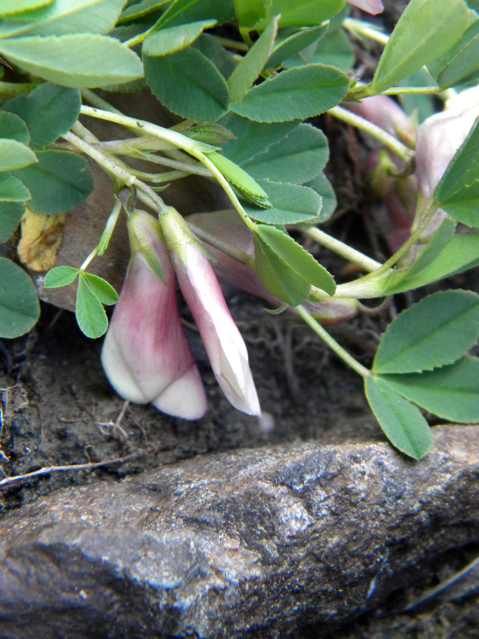 Image of Trifolium eximium specimen.