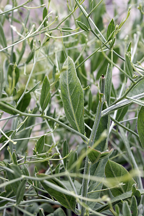 Изображение особи Convolvulus subhirsutus.