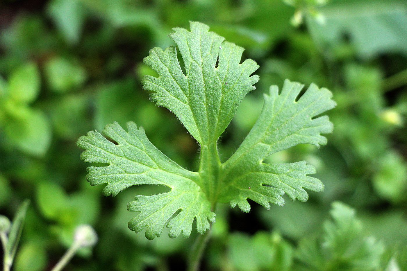 Image of Ranunculus oxyspermus specimen.
