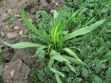 Plantago lanceolata. Вегетирующее растение; некоторые листья поражены вирусом. Краснодарский край, Кавказский р-н, ст-ца Темижбекская, нарушенное место. 19.04.2021.