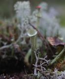 род Cladonia