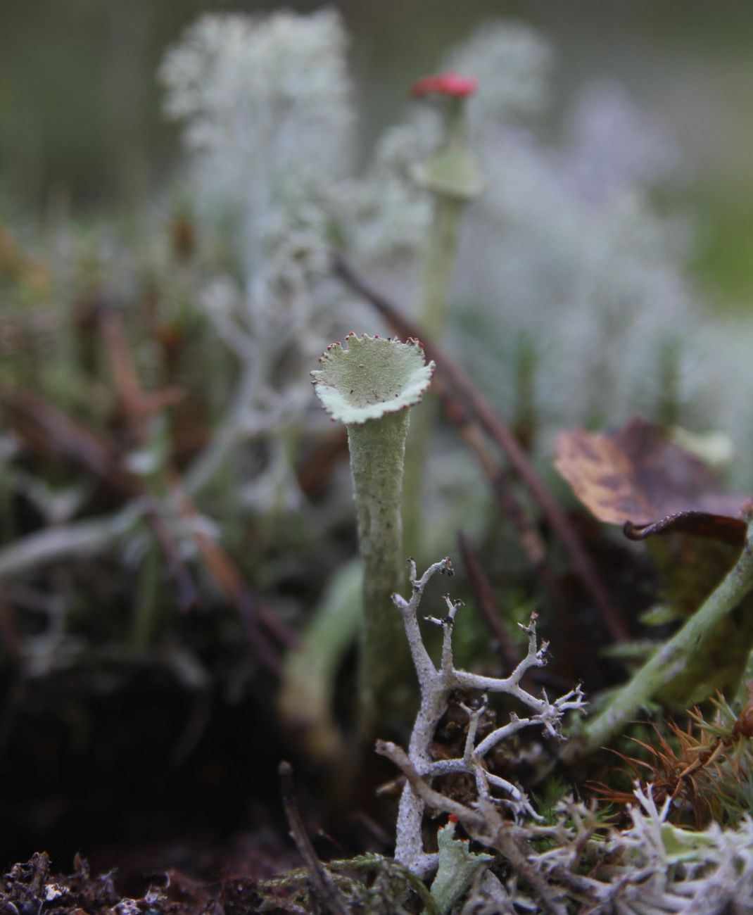 Изображение особи род Cladonia.