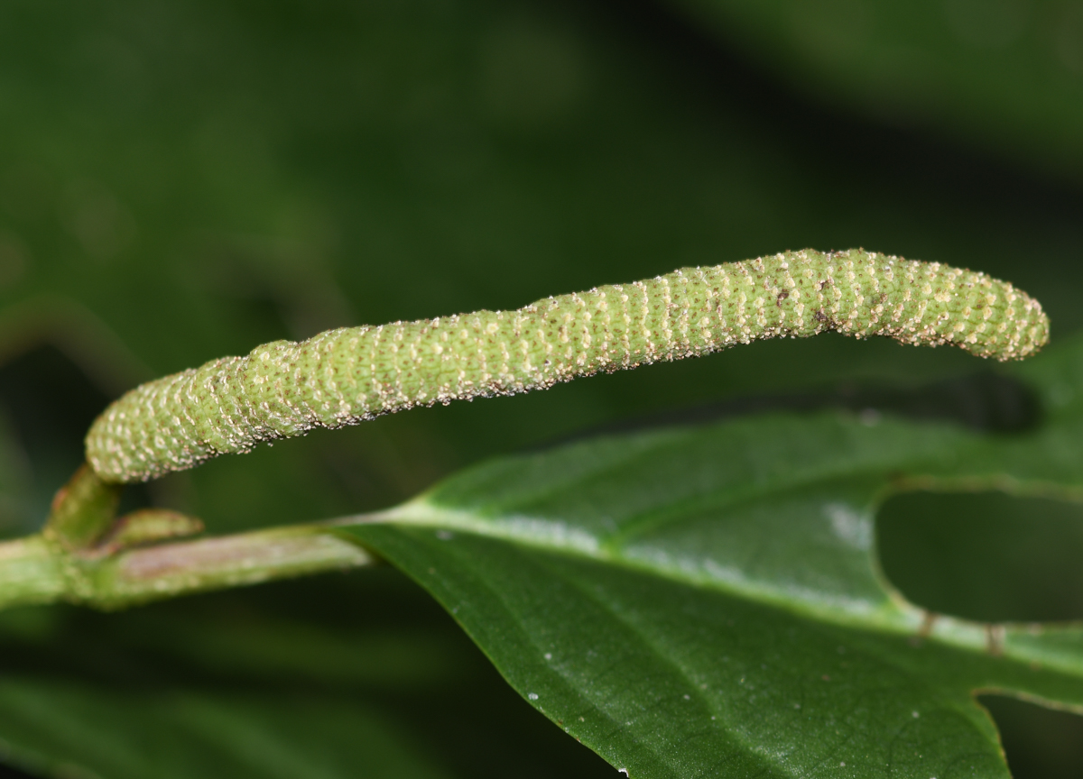 Image of genus Piper specimen.