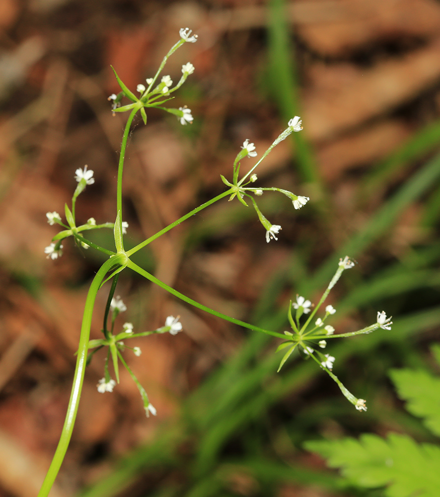 Image of Osmorhiza aristata specimen.