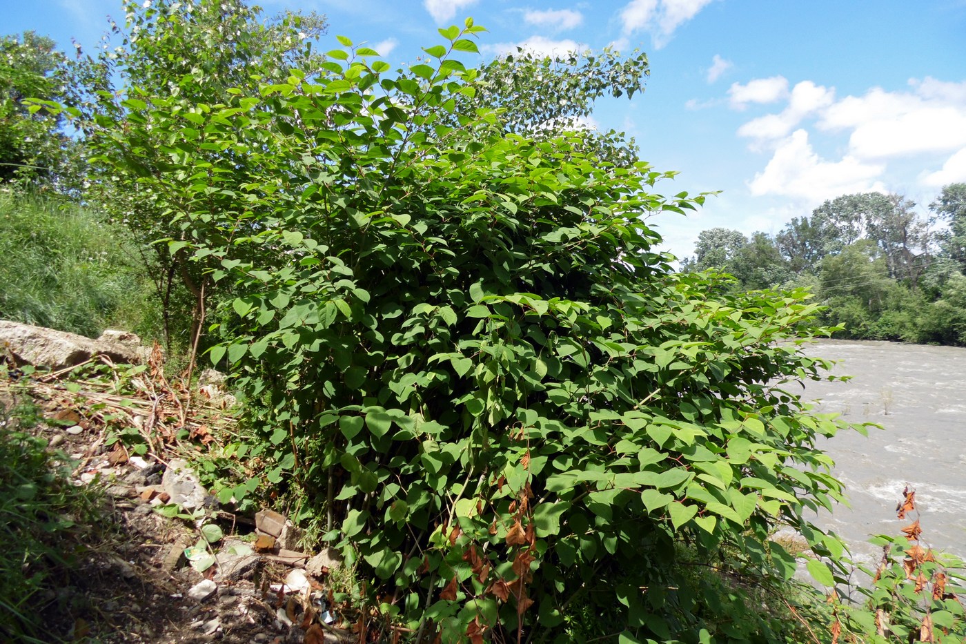 Image of Reynoutria japonica specimen.