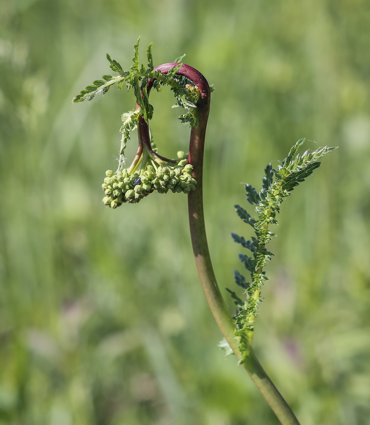 Image of Filipendula vulgaris specimen.