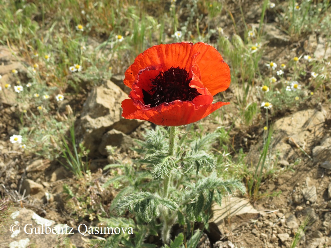 Image of genus Papaver specimen.