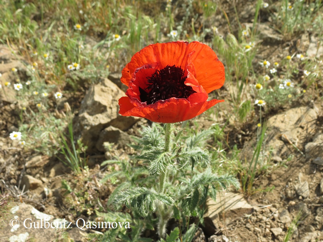 Изображение особи род Papaver.