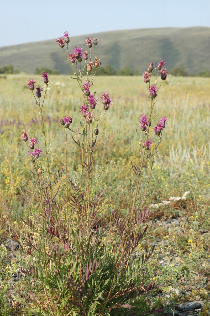 Изображение особи Centaurea adpressa.