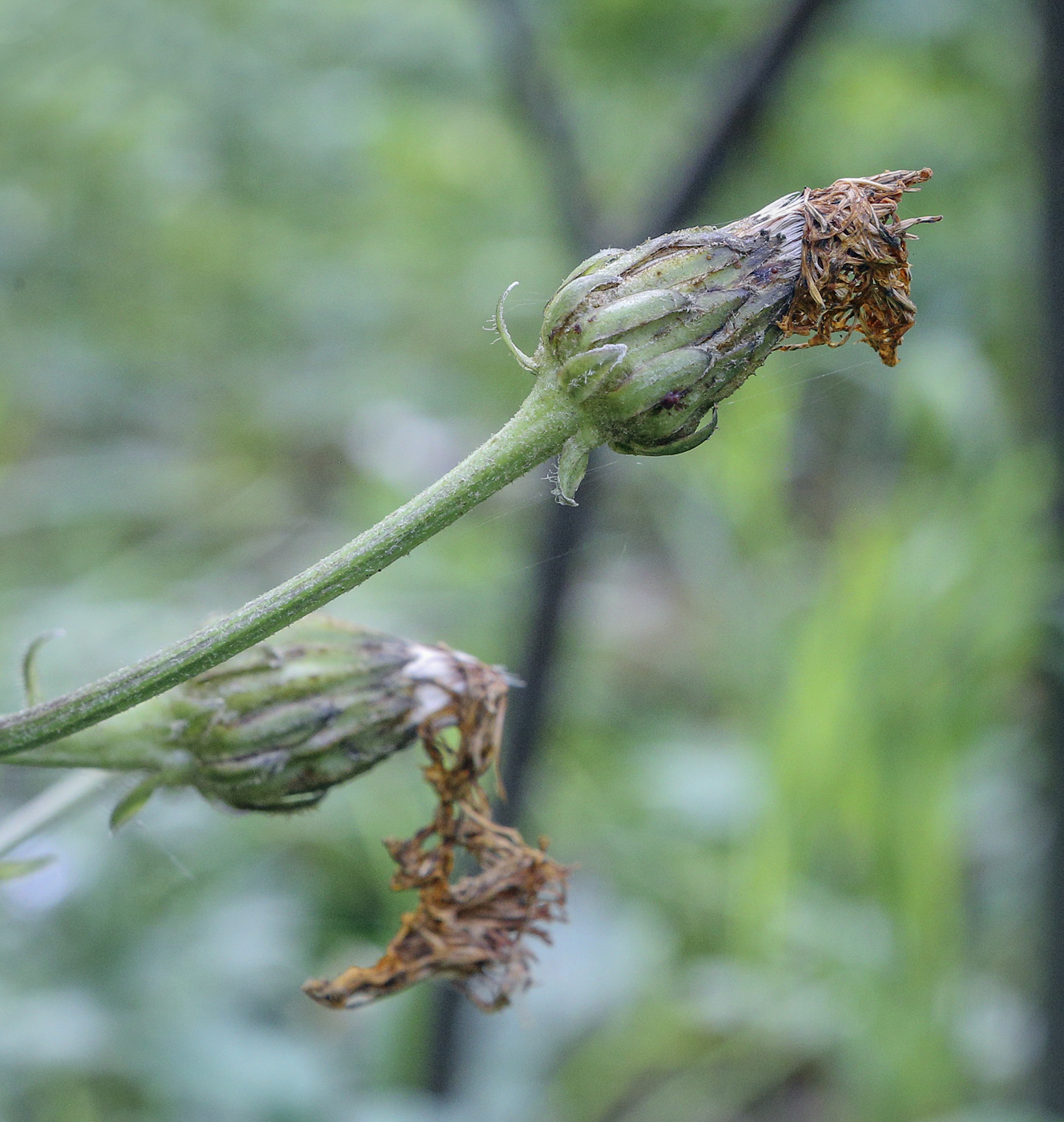 Image of Crepis sibirica specimen.