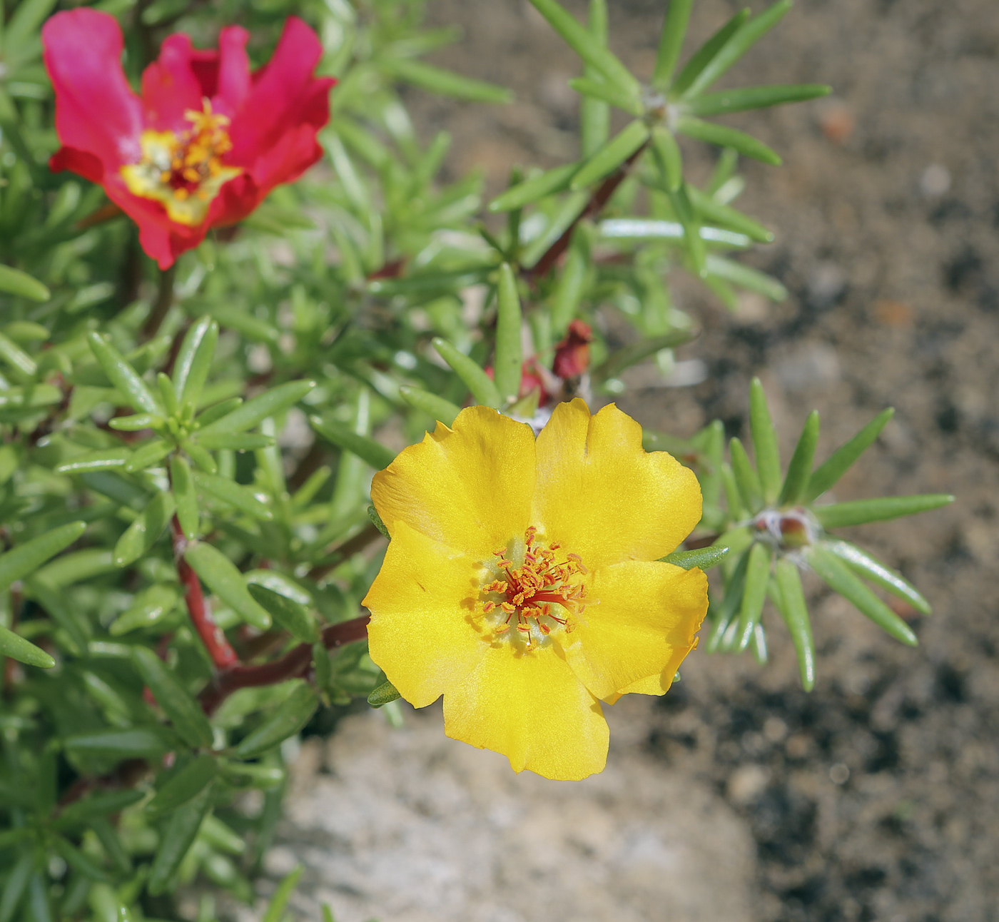 Image of Portulaca grandiflora specimen.