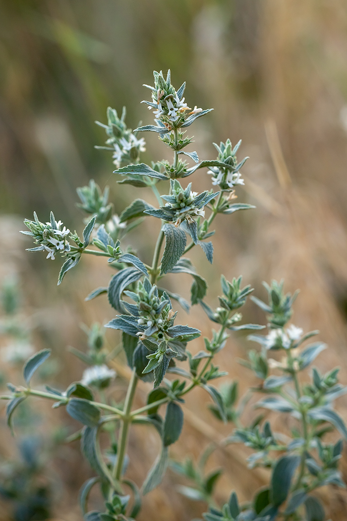 Image of Marrubium peregrinum specimen.