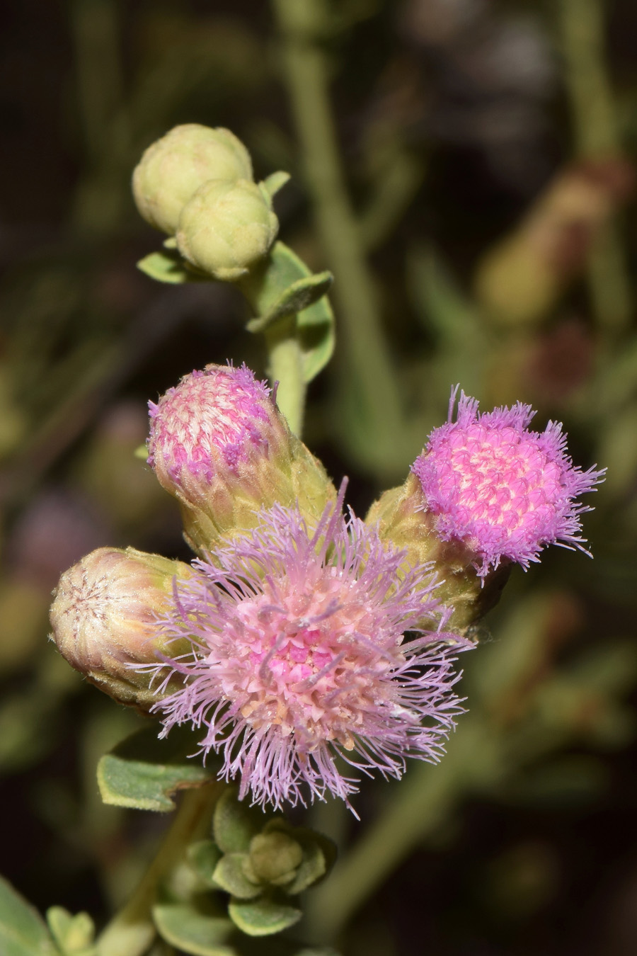 Изображение особи Karelinia caspia.