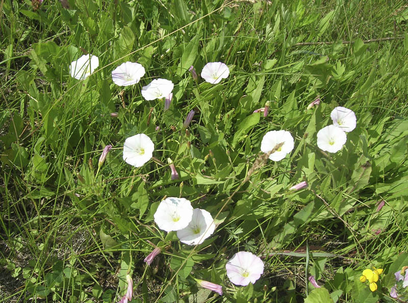 Image of Convolvulus arvensis specimen.